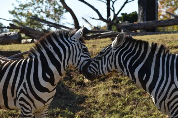 Casino Slots Cafe Tugi